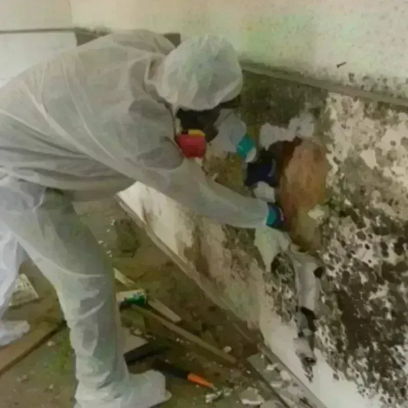 Mold Remediation and Removal in Marshall, TX